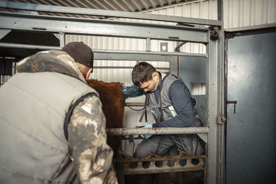 Farmer work of veterinarian, carefully examines cattle within farm pen, use portable ultrasound