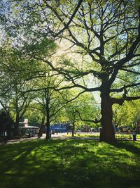 Trees in park