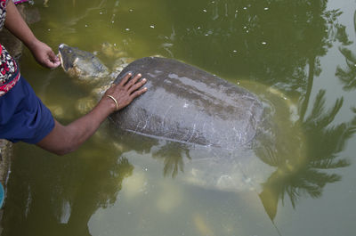 High angle view of cropped hands touching large tortoise in pond