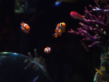 Close-up of fish swimming in sea