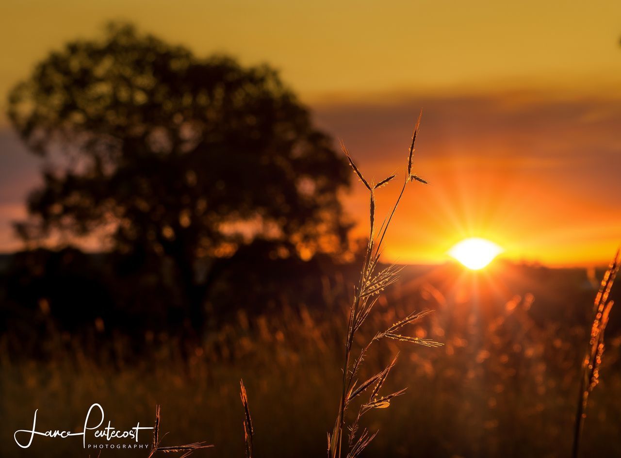 CLOSE-UP OF STALKS AGAINST ORANGE SKY