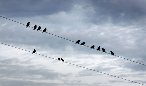 Low angle view of silhouette birds flying against sky