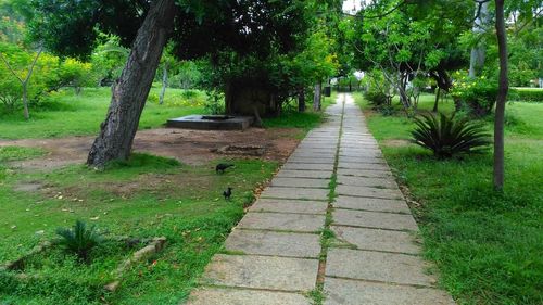 Walkway amidst trees in park