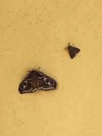 High angle view of fish on wall