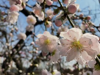 Close-up of apple blossoms in spring