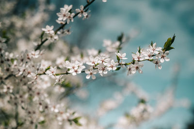 Close-up of cherry blossom