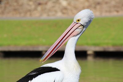 Close-up of pelican against blurred background