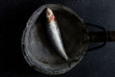 High angle view of fish in container over black background
