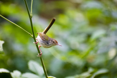 Close-up of bird perching on plant