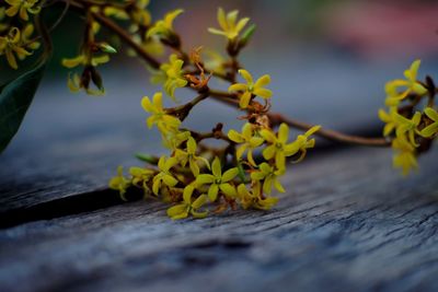 Close-up of yellow flowering plant