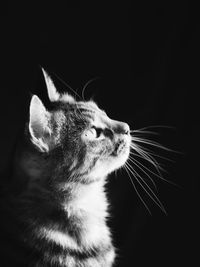 Close-up of cat against black background