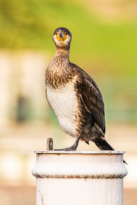 Close-up of bird perching on wooden post