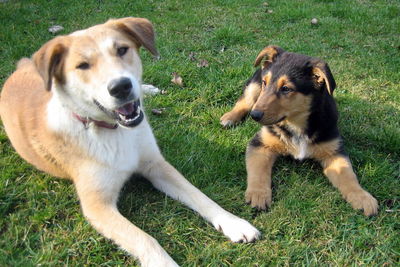 Close-up of dog on grass