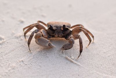 Close-up of spider on sand