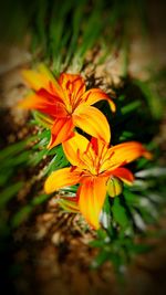 Close-up of yellow flowers blooming outdoors