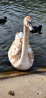 High angle view of swan swimming in lake