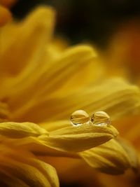 Close-up of yellow flower on leaf