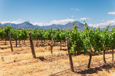 Scenic view of vineyard against sky