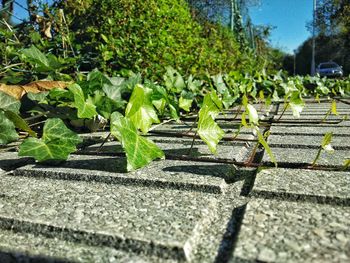 Plants growing in sunlight