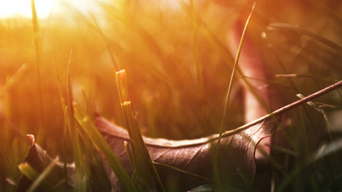 Close-up of flower growing in field