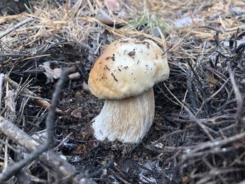 Close-up of mushroom growing on field