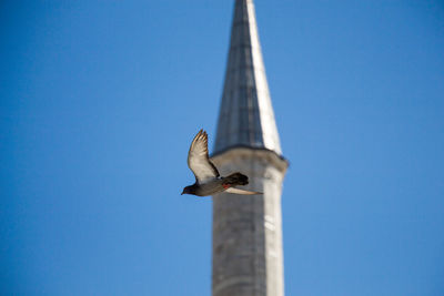 Low angle view of bird perching against clear blue sky