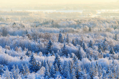 Aerial view of trees on snow covered field