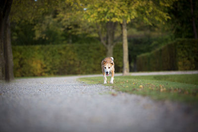 Beagle runs free in a park