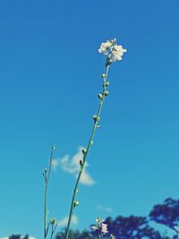 Low angle view of flowering plant against blue sky