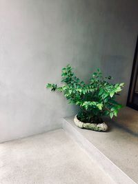 Potted plant against wall