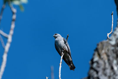 Low angle view of bird perching on branch against blue sky