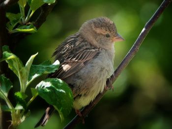 Sparrow perching 