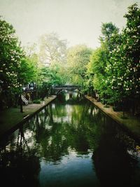 Reflection of trees in water