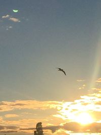 Low angle view of bird flying in sky