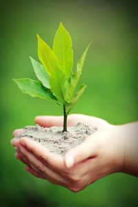 Close-up of hand holding small plant
