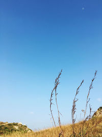 Scenic view of field against clear blue sky