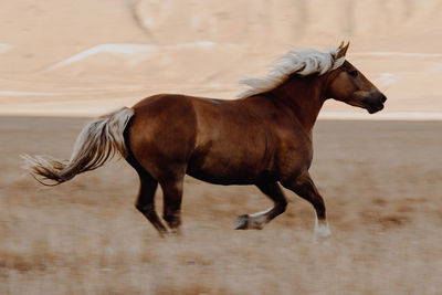 Horse running in ranch