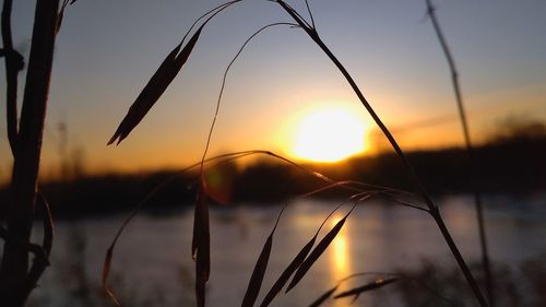 Close-up of silhouette grass on field against sunset sky