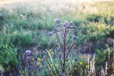 Close-up of purple flowers blooming on field