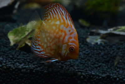 Close-up of fish swimming in sea