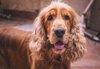 Close-up portrait of golden retriever