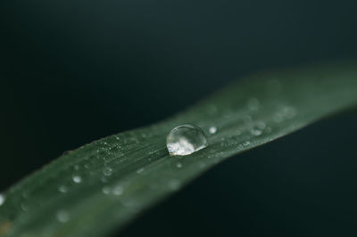 Close-up of raindrops on leaf