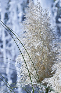 Close-up of snow on plant