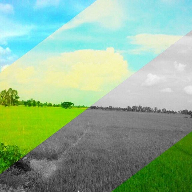 grass, field, sky, landscape, tranquility, green color, tranquil scene, nature, beauty in nature, grassy, scenics, rural scene, cloud - sky, blue, growth, agriculture, cloud, day, sunlight, green