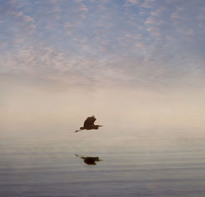 Ducks in a sea