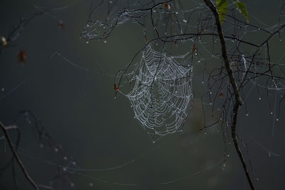 Close-up spider web