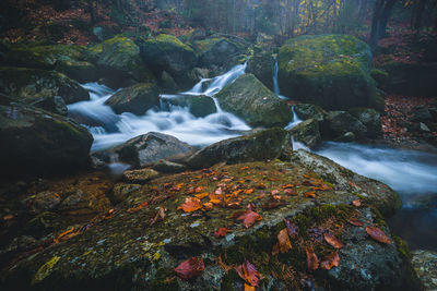 Scenic view of waterfall in forest