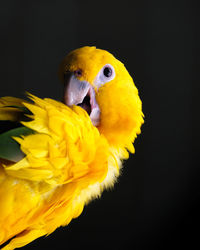 Close-up of a parrot