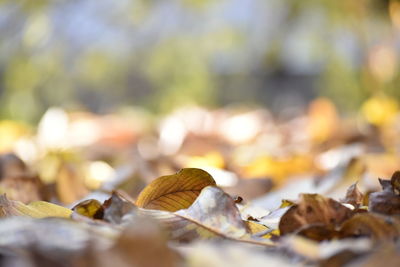 Close-up of maple leaves