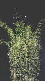 Low angle view of trees at night